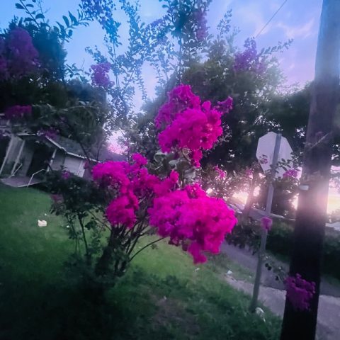 layah0098