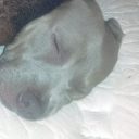 carpentersasha97gmail_com